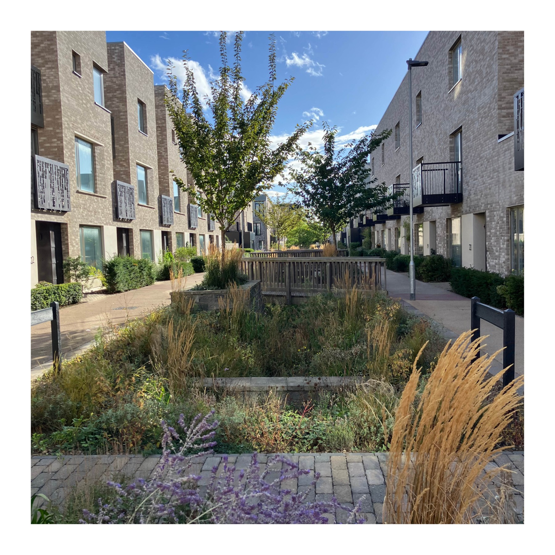 Example of a residential street with a central SuDS feature. Eddington, Cambridge.
