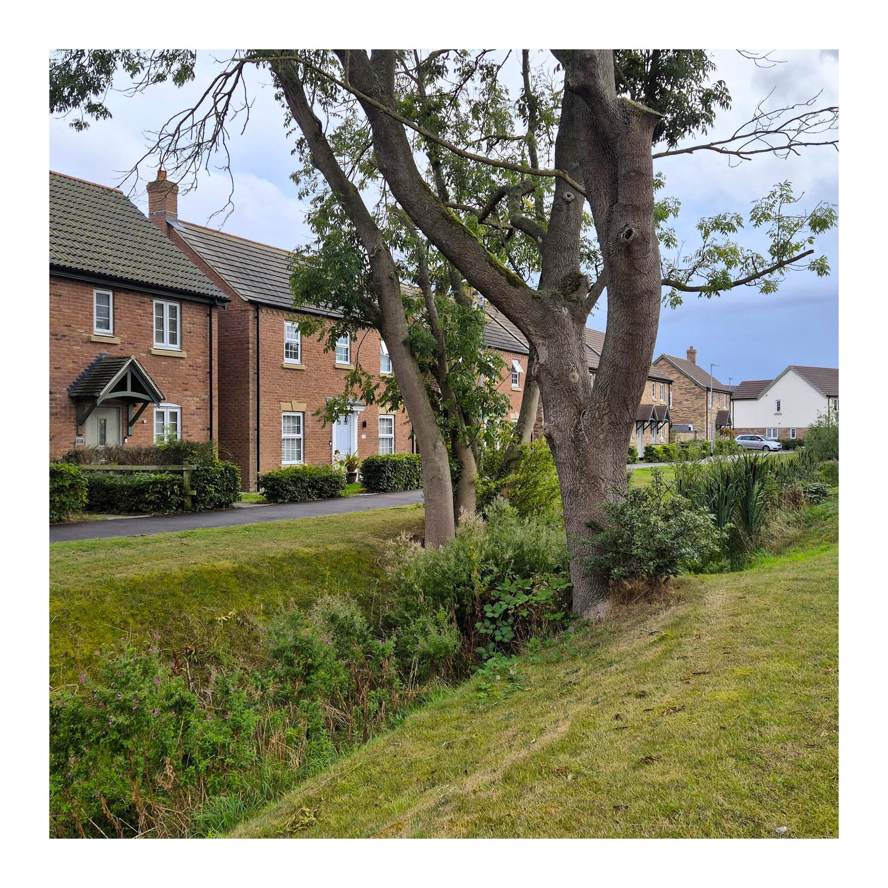 Existing trees and drainage ditches successfully integrated into a site layout. Bridgeways, Alford.
