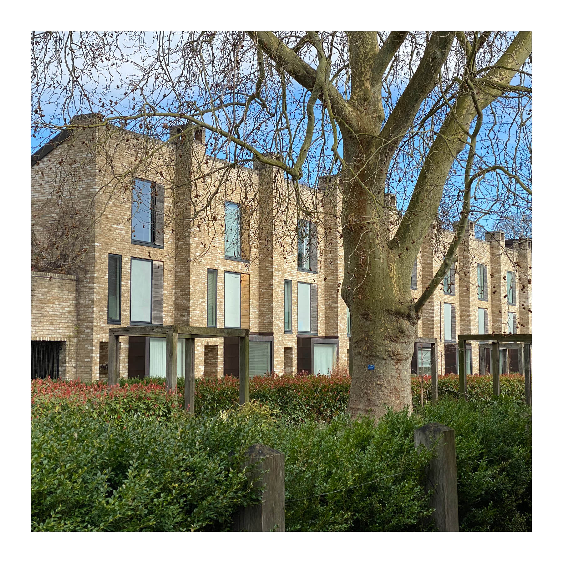 Mature trees anchoring green space. Accordia, Cambridge.
