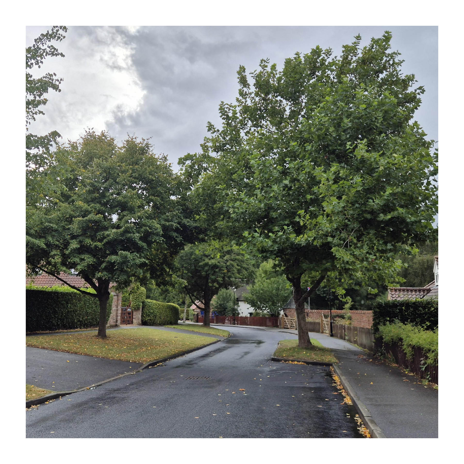 Street trees and verges provide greenery with a rural character in Harmston.