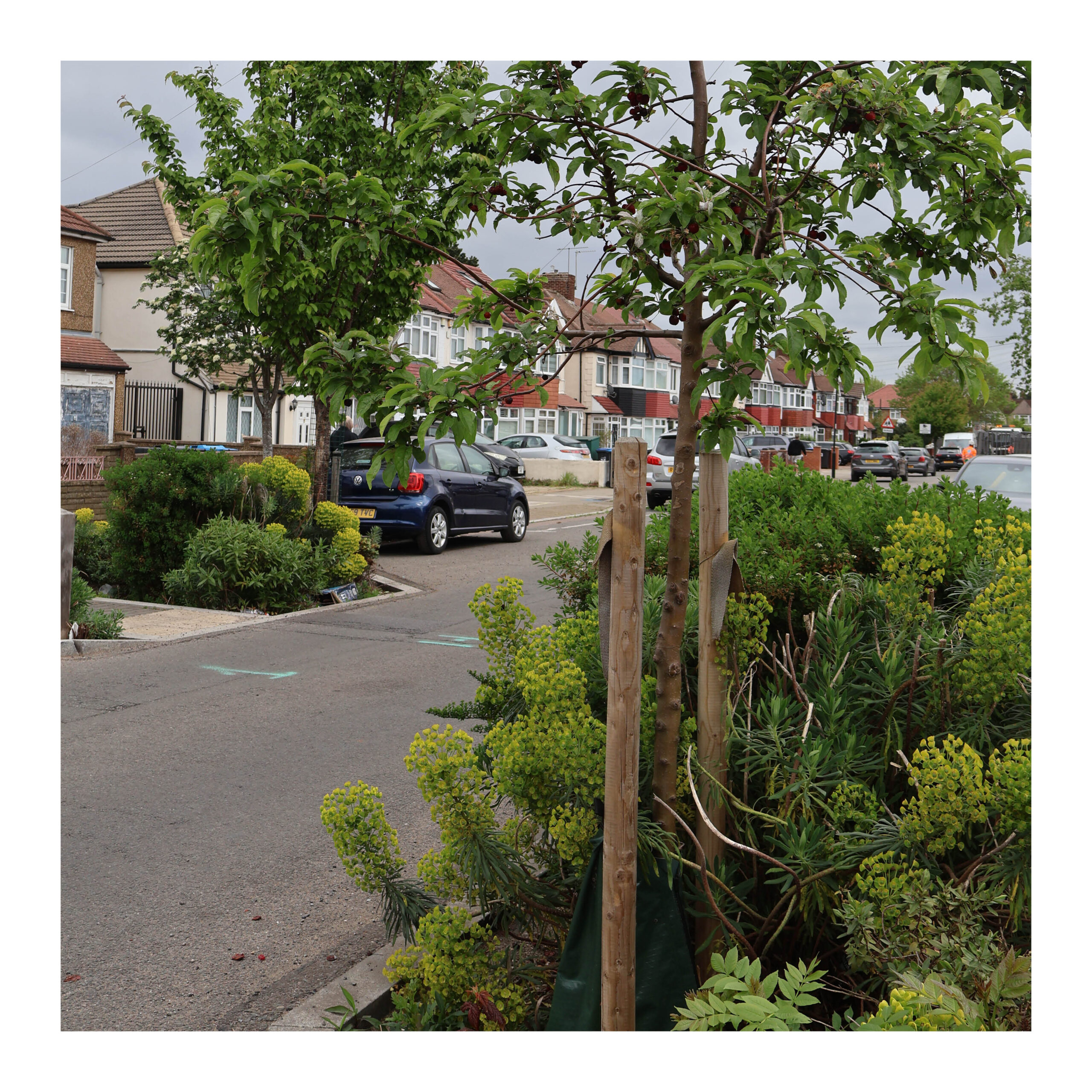 Example of a rain garden in a buildout, Enfield, narrowing the carriageway and providing biodiversity.