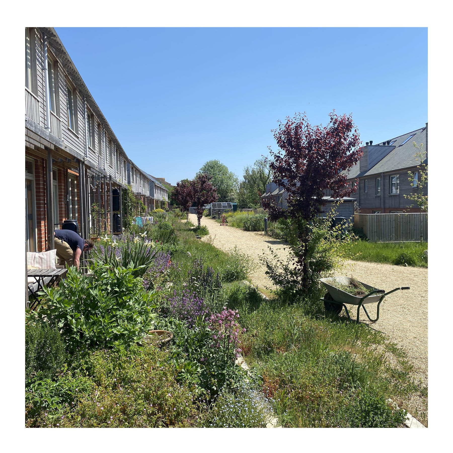 Rain gardens, Hazlemead - Greening the street and providing a boundary between the carriageway and front gardens. (Homes England)