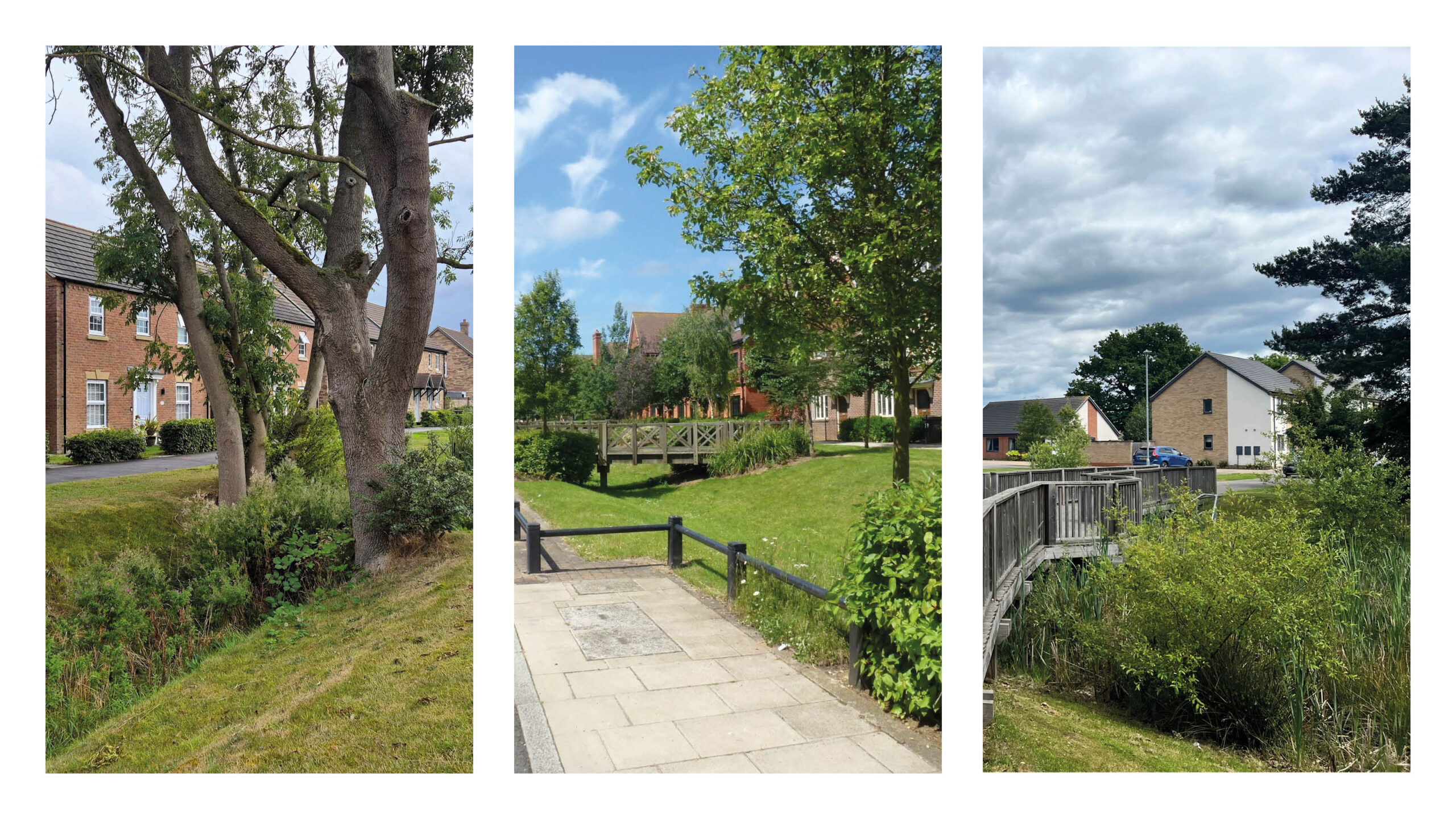 Examples of trees integrated with SuDS