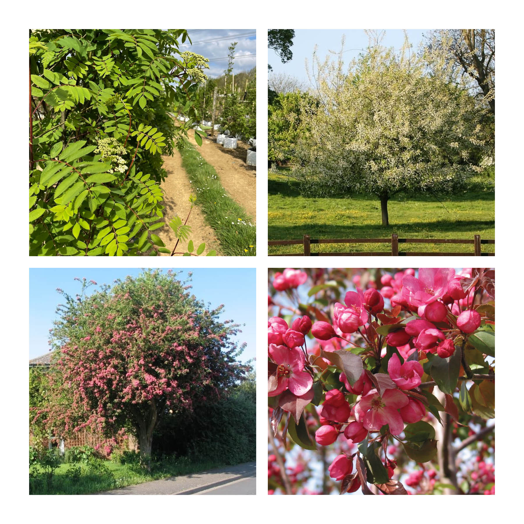 Example of small tree species. Clockwise from top left: Rowan, Bird Cherry, Hawthorn Paul's Scarlet, Crab Apple Rudolph. (Barcham Trees)