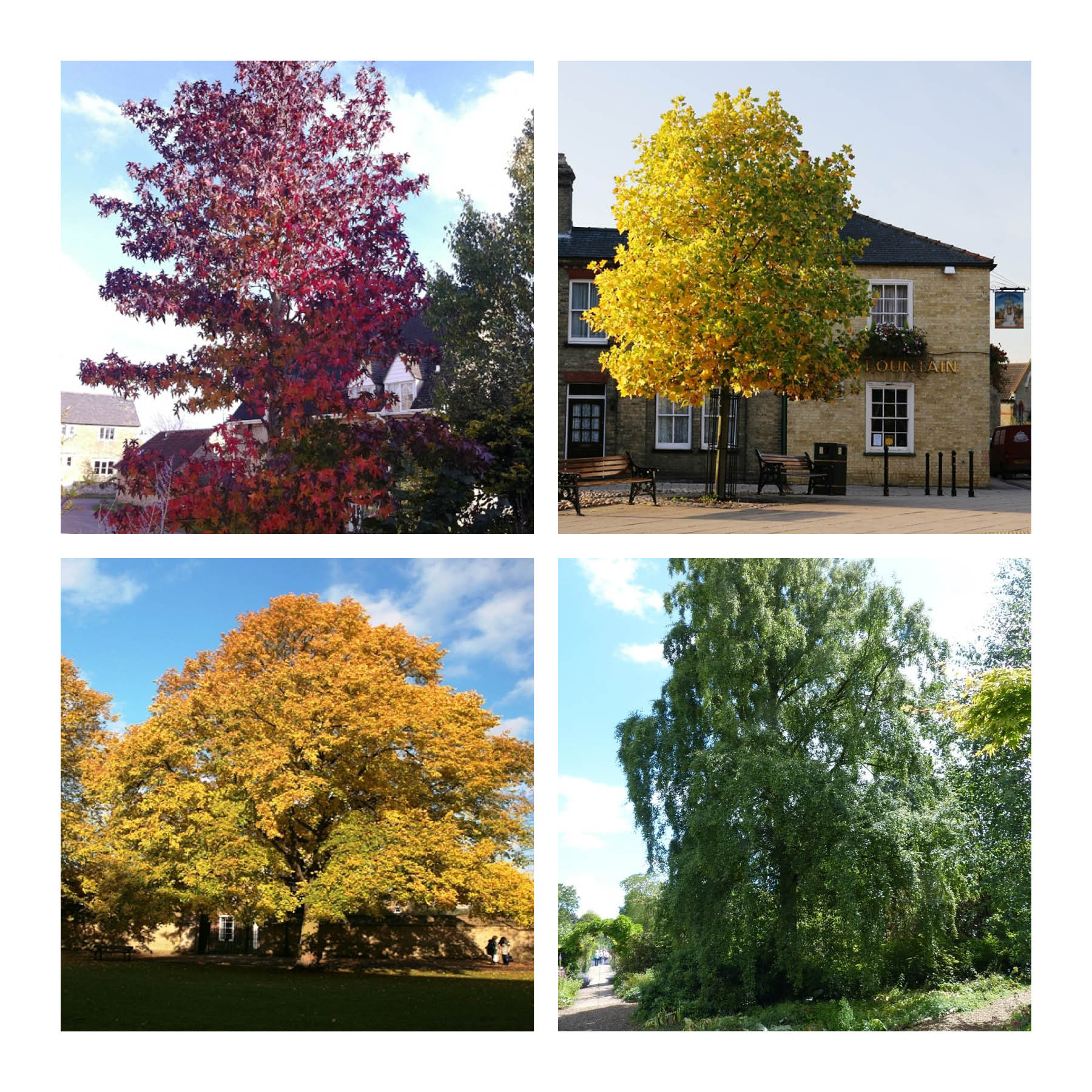Examples of large tree species. Clockwise from top left: Sweet Gum Worplesdon, Tulip Tree, Common Lime, Silver Birch. (Barcham Trees)