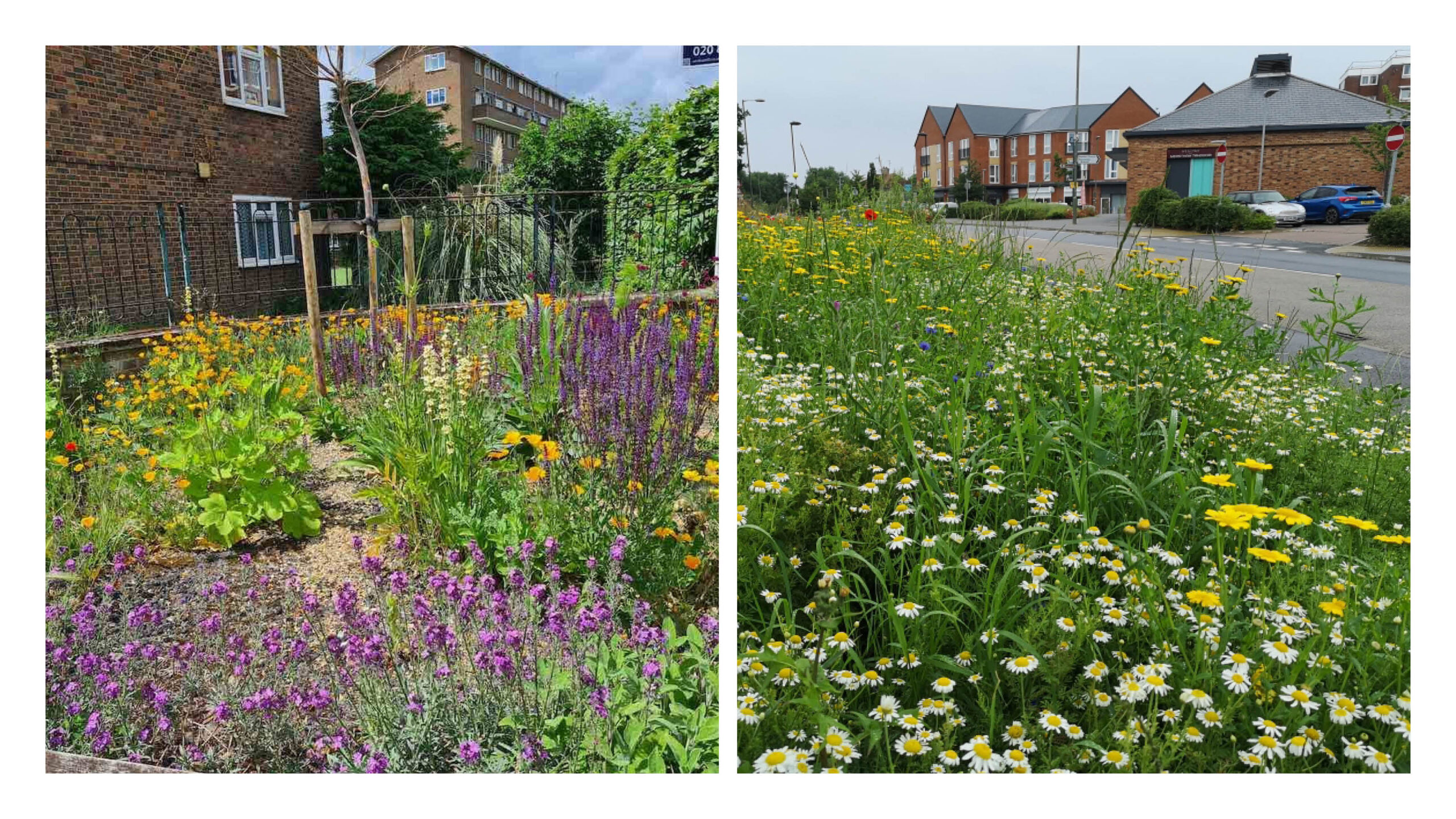 Wildflower verges coming to life in summer. Willow Gardens (Abundance London) and Mertsham