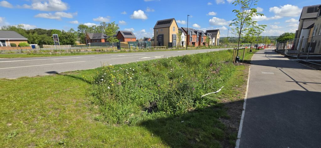 Lincoln, wildflower planted conveyance swale with trees